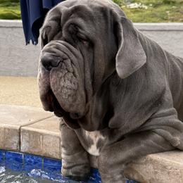 Lulu - Neapolitan Mastiff
