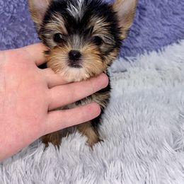 Yorkshire Terrier Puppies from The Royal Yorkie Den LLC