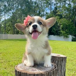 Sugar - Red and white female American Corgi puppy in Florida from Sunrise Corgis