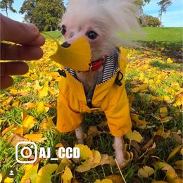 Chinese Crested Puppies from Lucky Star Chinese Crested Dog