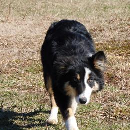 Terra - Tri-color female Border Collie puppy in Chattanooga, Tennessee from Ross Vegas Kennels