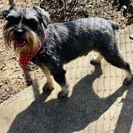 Herschel - Miniature Schnauzer