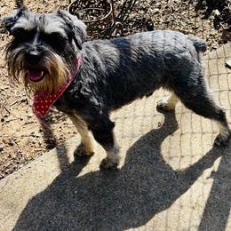 Herschel - Miniature Schnauzer