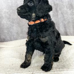 Poodle Puppies from Yellow Dog Farm