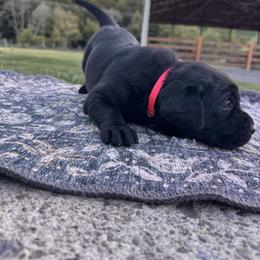 Pink Collar - Black female Labrador Retriever puppy in Longview, Washington from Northwest Cairn Terriers