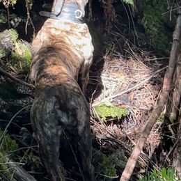 Boerboel All Grown Up from Romboel farm dogs