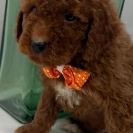 Tucker - Red  male Goldendoodle puppy in Mint Hill, North Carolina from DoodleForever