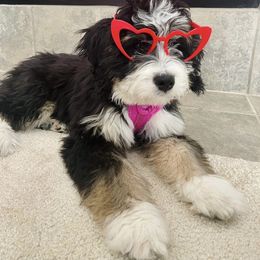 Bernedoodle Puppies from Baldridge Bernedoodles