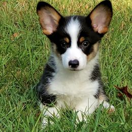 American Corgis, Cardigan Welsh Corgis, and Pembroke Welsh Corgis from Enchanted Corgi Butts