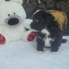 Shichon Puppies from Reynolds family