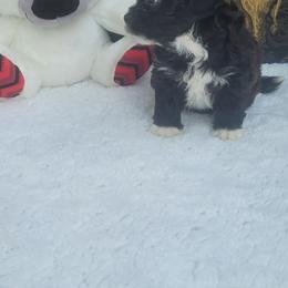 Shichon Puppies from Reynolds family