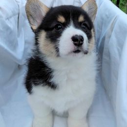 Pembroke Welsh Corgi Puppies from Princess Zelda Corgis