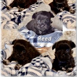 Reed - Black male Mi-Ki puppy in Toronto, Ohio from Shekinah’s Mi-Kis & Cricket Hill’s Westies