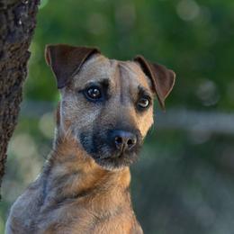 Talon - Patterdale Terrier