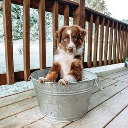 Aussiedoodles, Australian Shepherds, Miniature Australian Shepherds, and Poodles from Lightning K Kanine’s