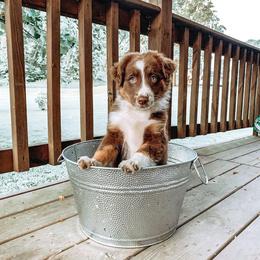 Aussiedoodles, Australian Shepherds, Miniature Australian Shepherds, and Poodles from Lightning K Kanine’s