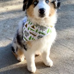 Australian Shepherd Puppies from Heritage Creek Preservation Farm