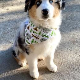 Australian Shepherd Puppies from Heritage Creek Preservation Farm