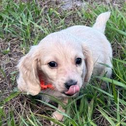 Sansa - Cream female Dachshund puppy in Lakeland, Florida from Buckwild Doxies