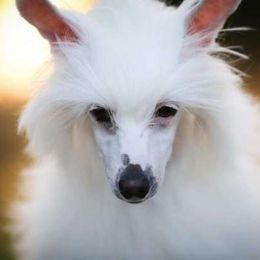 Alaska - Chinese Crested