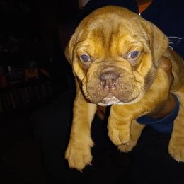Olde English Bulldogge Puppies from Envyus Kennels