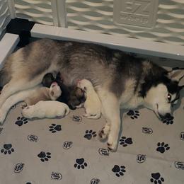 Nuka - Pomsky