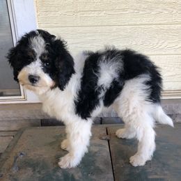 Clover - Black and white female Bernedoodle puppy in Springtown, Texas from North Texas Puppies