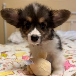 Petunia - White and black female Pembroke Welsh Corgi puppy in Granville, New York from Windy Mountain Kennels