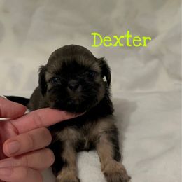 Dexter - Sable male Shih Tzu puppy in California from Fairy Tails Shih Tzus CA