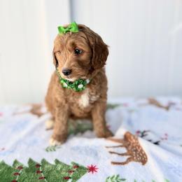 Holly - Red  female Goldendoodle puppy in Apopka, Florida from Rae Precious Puppies