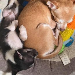 Chihuahua and Yorkshire Terrier All Grown Up from CoolMissLLC