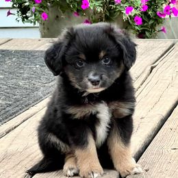 Miniature Australian Shepherd and Toy Australian Shepherd Puppies from Kickapoo Creek Toy & Mini Aussies