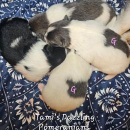 Boy 2 - Tri-colored male Pomeranian puppy in Howard County, Indiana from Tami's Dazzling AKC Pomeranians
