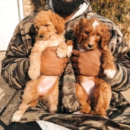 Goldendoodle Puppies from The Doting Doodle