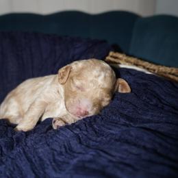 Georgia - Buff and white female Cockapoo puppy in Selma, California from Mollys Dollys