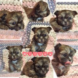 Willow - Sable female Mi-Ki puppy in Toronto, Ohio from Shekinah’s Mi-Kis & Cricket Hill’s Westies