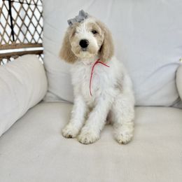 Sarah - Tri-color female Australian Labradoodle puppy in Leonard, Texas from Laird Farms