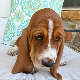 Girl 2 - Mahogany and white female Basset Hound puppy in Pflugerville, Texas from Mountain Mama Bassets