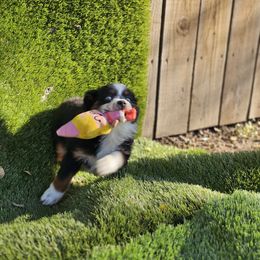 Miniature American Shepherd and Miniature Australian Shepherd Puppies from ATX Mini Aussies