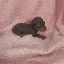 Hugs - Chocolate and tan male Dachshund puppy in Opelika, Alabama from Dachshund Darlins