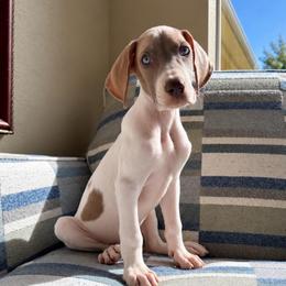 Josie - Mantle female Great Dane puppy in Florida from Beachside Kennels