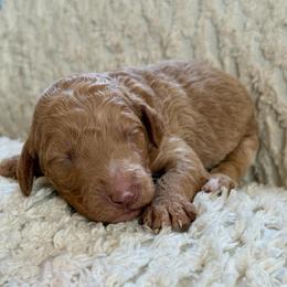 Hunter - Cream male Goldendoodle puppy in Willacoochee, Georgia from Kitandkboodle's Doodles