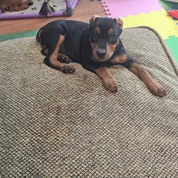 Black F - Black female German Pinscher puppy in Chatham, Virginia from WMHK9/Roolyn German Pinschers