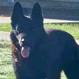 REX - German Shepherd