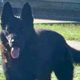 REX - German Shepherd