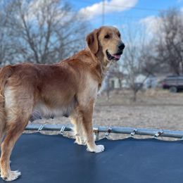 Millie - Golden Retriever