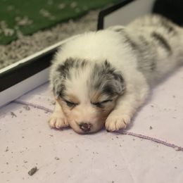 Australian Shepherd Puppies from Mezzo Australian Shepherds