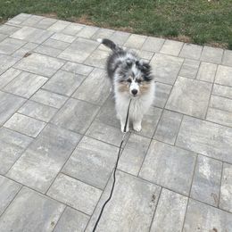 Collie and Shetland Sheepdog Puppies from Clarity