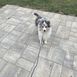 Collie and Shetland Sheepdog Puppies from Clarity