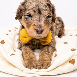 Scar - Chocolate merle male Bernedoodle puppy in Otisville, Michigan from Danie’s Darling Doodles LLC